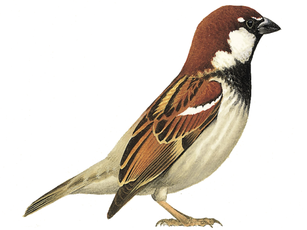 Воробей на белом фоне