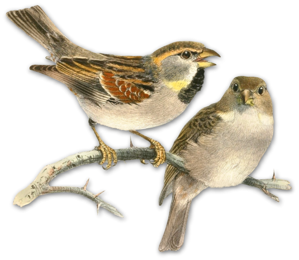 Воробей на прозрачном фоне