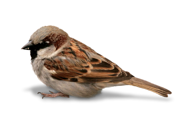 Птица на белом фоне