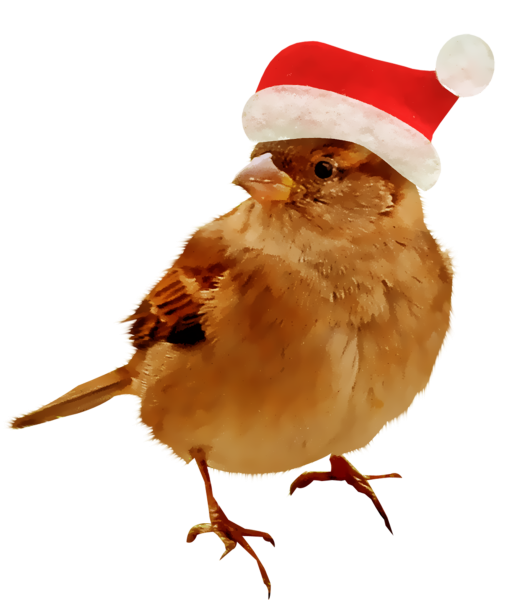 Птичка на белом фоне