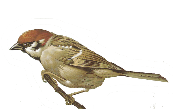 Воробей для детей