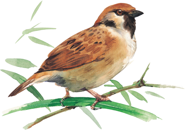 Воробей рисунок