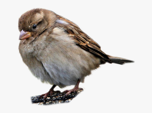 Воробей на прозрачном фоне