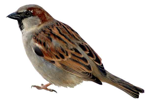 Воробей на белом фоне