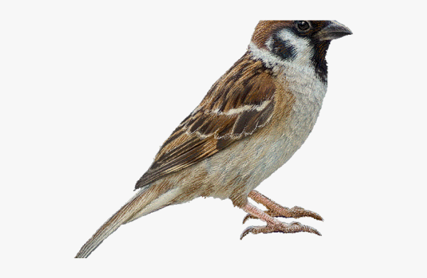 Воробей на белом фоне для детей