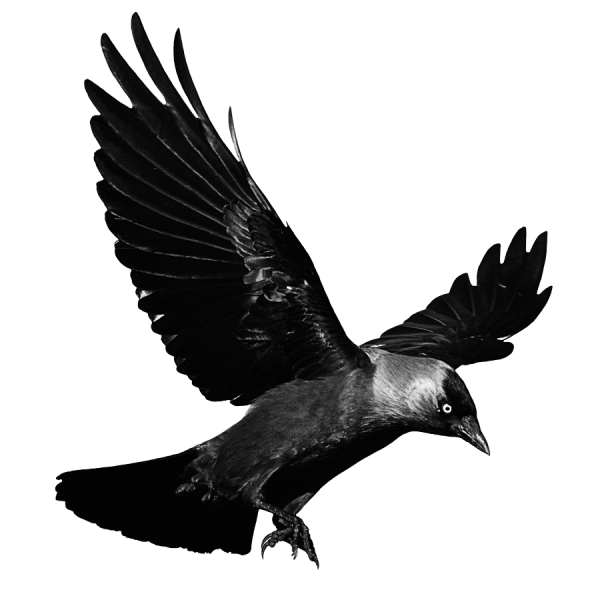 Грифворон ореливорона