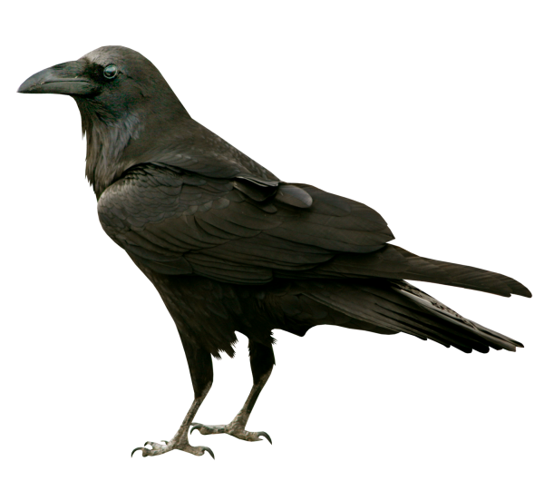Грач на белом фоне