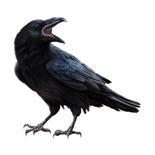 Ворон на белом фоне