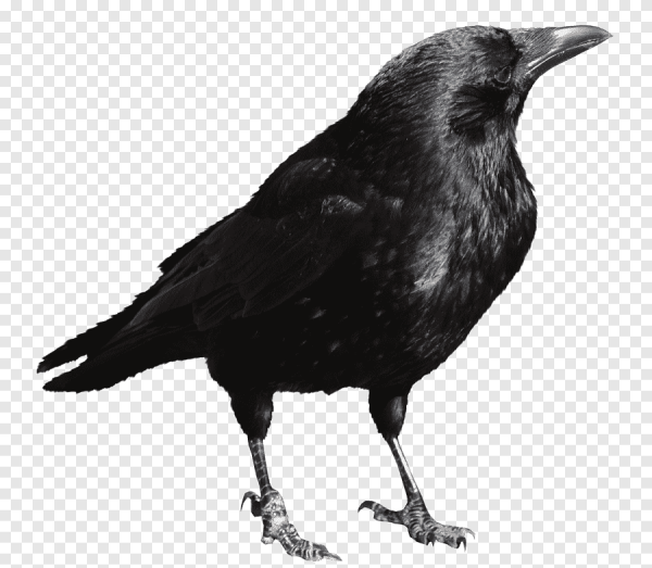Ворона на прозрачном фоне