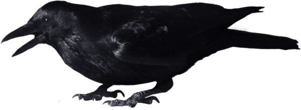 Ворона без фона