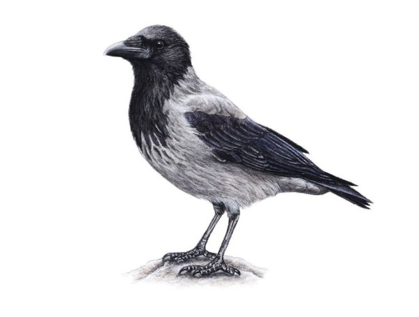 Ворона на белом фоне