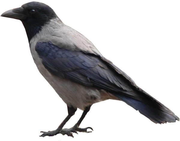 Дети ворона