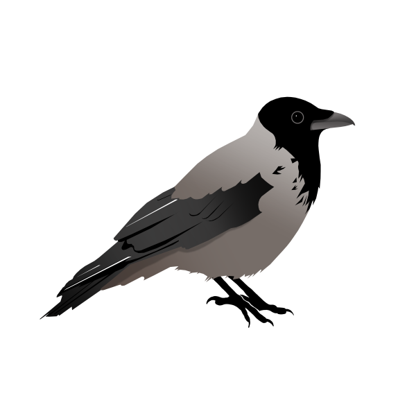 Серая ворона на белом фоне