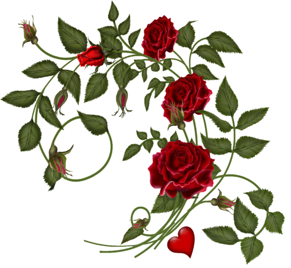 Веточка плетистой розы