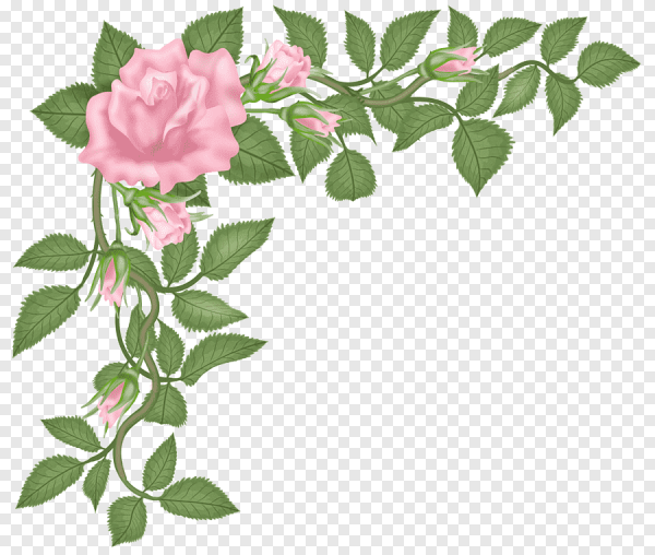 Ветка розы на прозрачном фоне