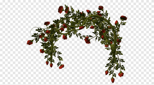 Плетистые розы на прозрачном фоне