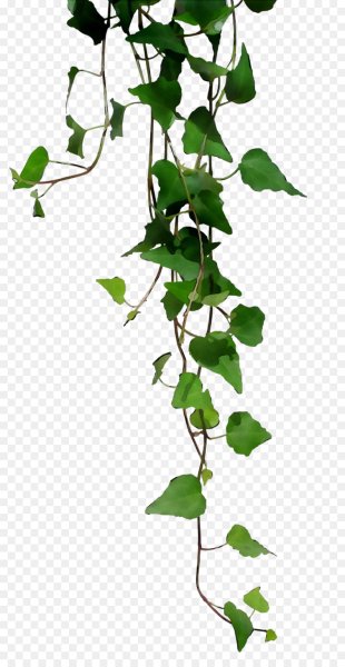 Плющ Вьюнок