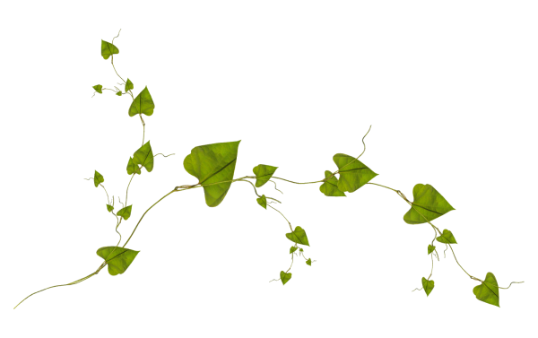 Вьюнок полевой на белом фоне