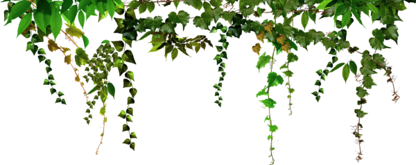 Ветка лианы