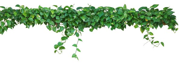 Зелень Вьюнки на белом фоне