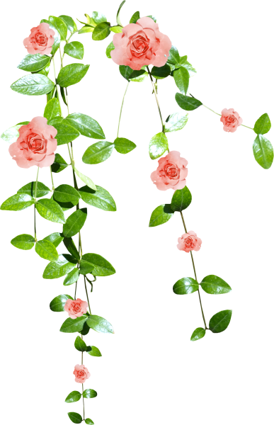 Цветы вьющиеся на белом фоне