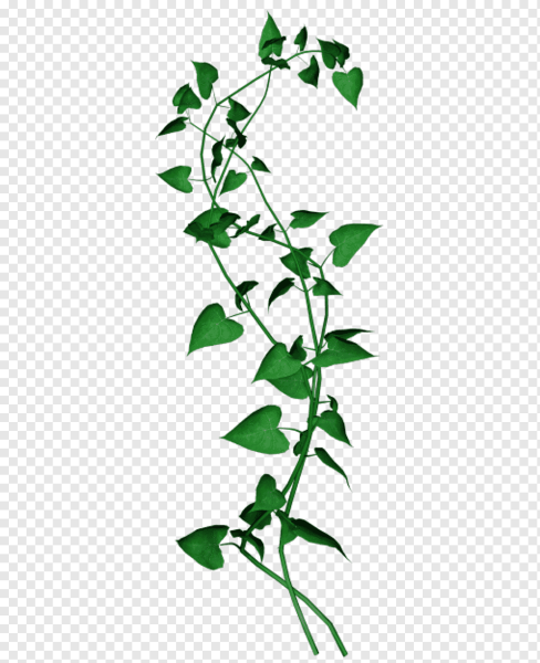 Цветок Вьюн плющ