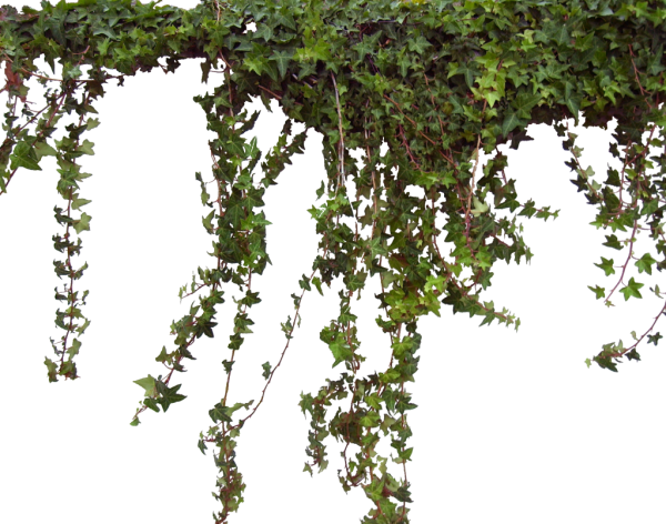 Лиановидные мох