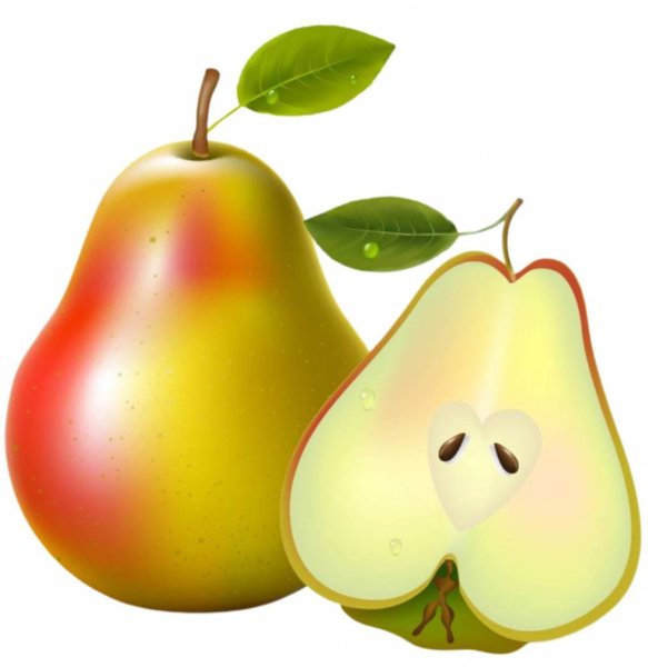 Груша вектор