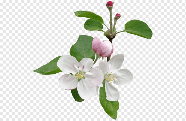 Яблоневая ветка