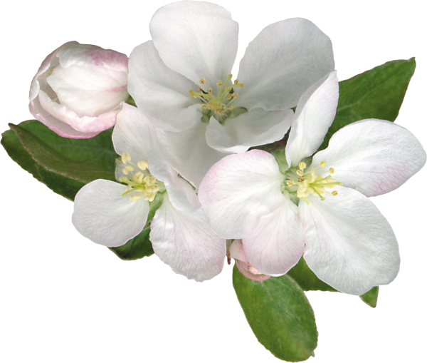 Жасмин и Яблоневый цвет