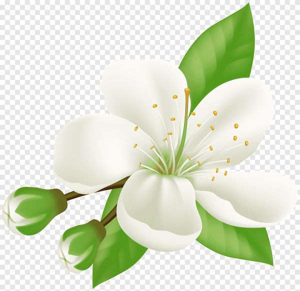 Векторные весенние цветы