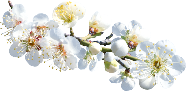 Ветка цветущей яблони на прозрачном фоне
