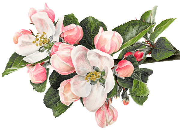 Anna Mason акварель