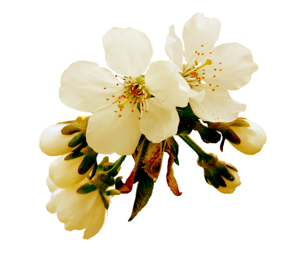 Ветка яблони