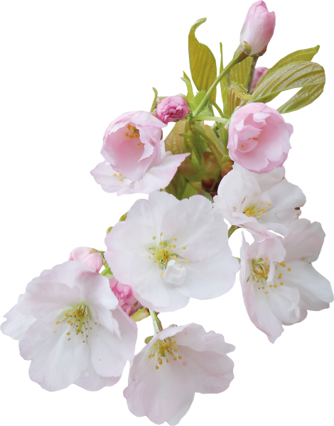 Ветка яблони на прозрачном фоне