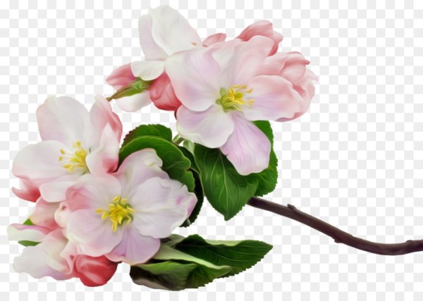 Яблонывый цвет бе зфона