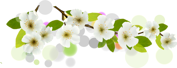 Ветка яблони в цвету