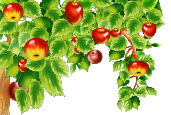 Яблоня на прозрачном фоне