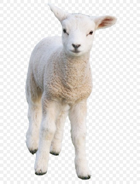 Ягненок на белом фоне