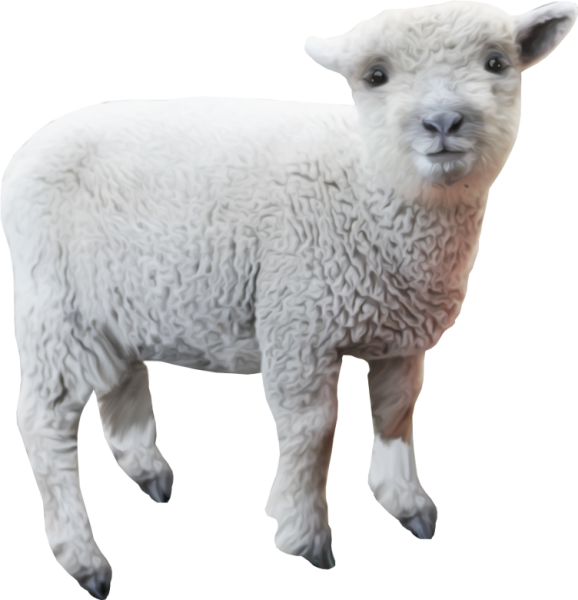 Ягненок для детей