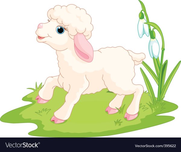 Ягнёноккартинка для детей