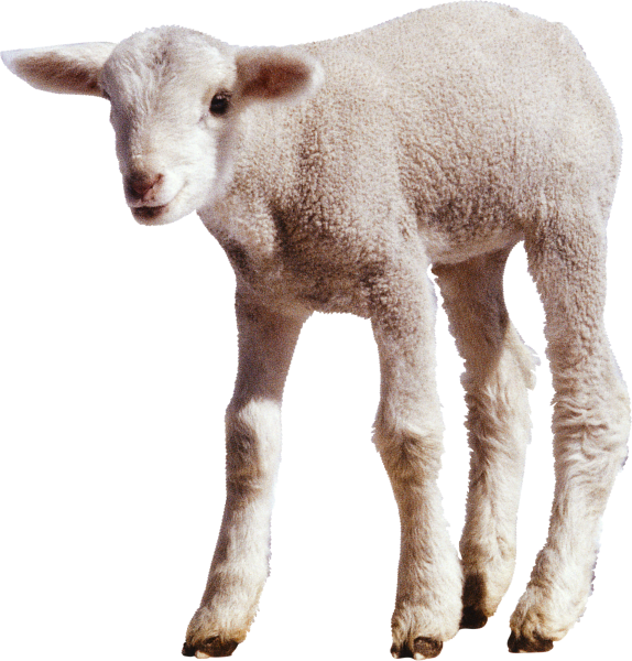 Овца на белом фоне