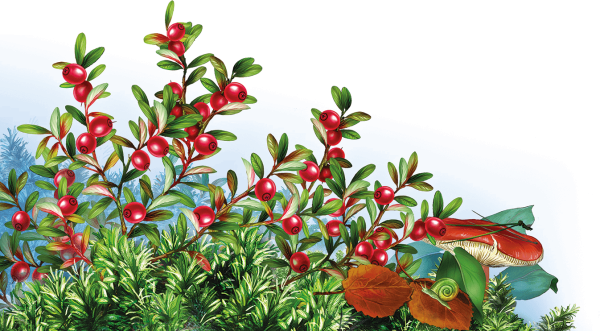 Клюква на ветке