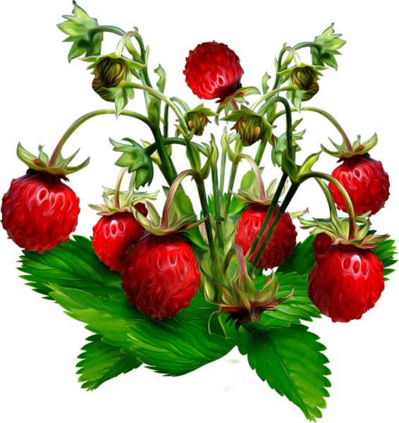 Куст клубники