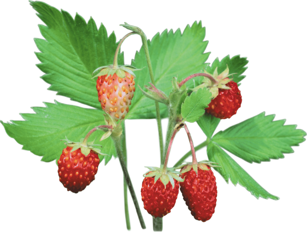 Земляника для дошкольников