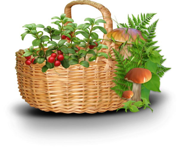 Лукошко с грибами и ягодами