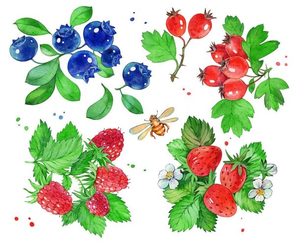 Ягоды рисунок