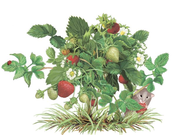 Кустики с ягодами для детей