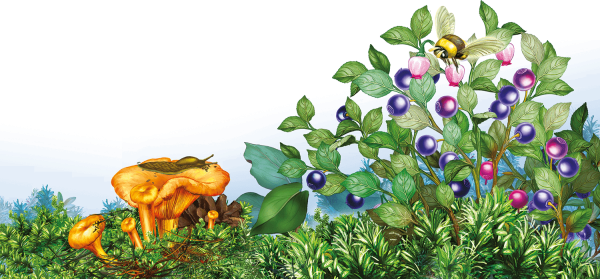 Лесная Полянка с черникой