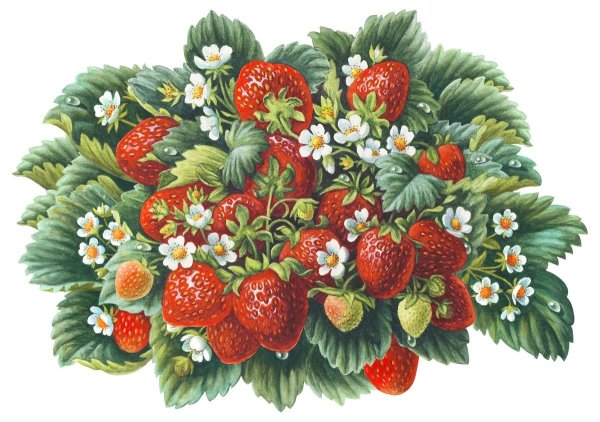 Сказочные ягоды